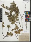 Foto von Salix myrsinifolia Salisb.